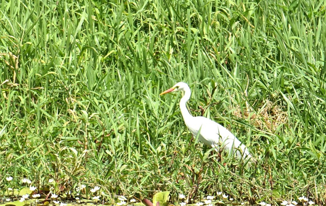 Plumed Egret - ML643271627