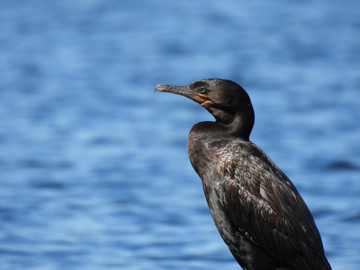 Neotropic Cormorant - ML643271632