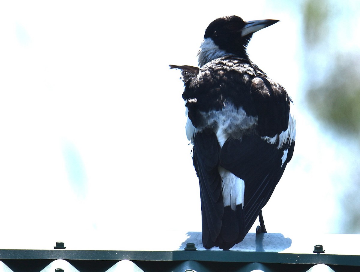 Australian Magpie - ML643271634