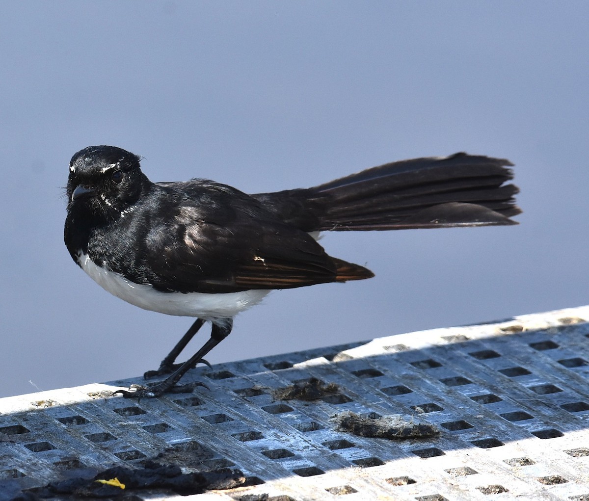 Willie-wagtail - ML643271636