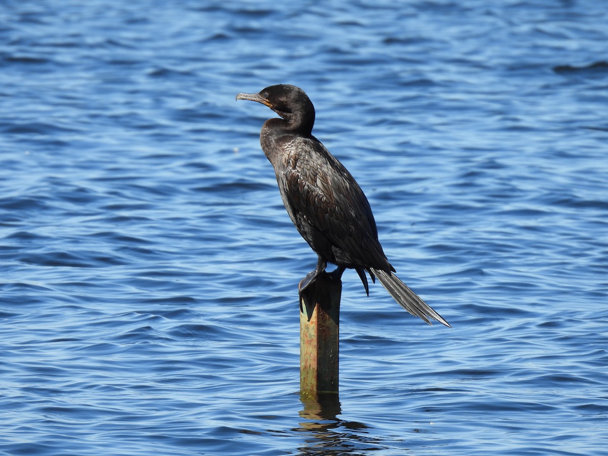 Neotropic Cormorant - ML643271637