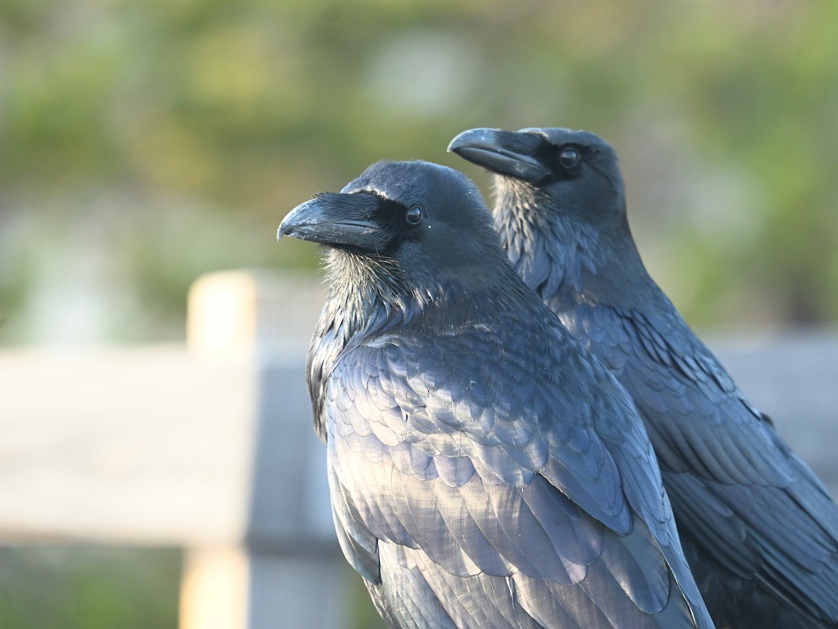 Common Raven - ML643271641
