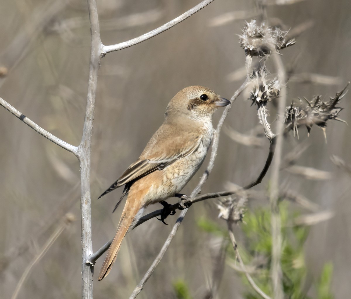 Isabelline Shrike - ML643271647