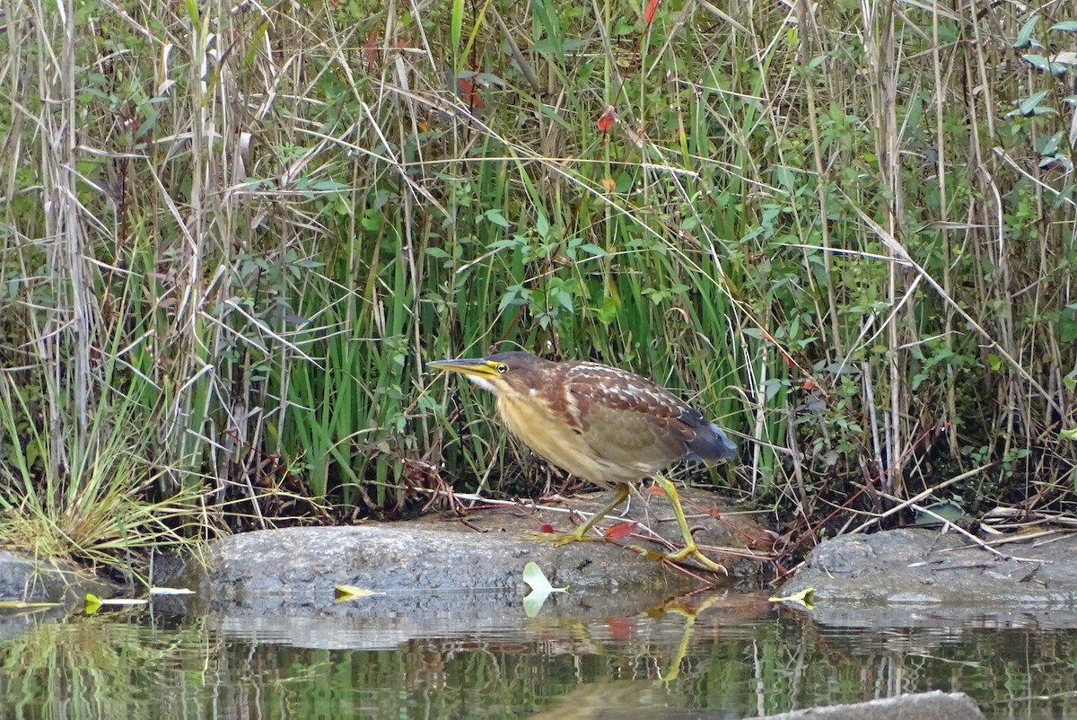 Schrenck's Bittern - ML643271656