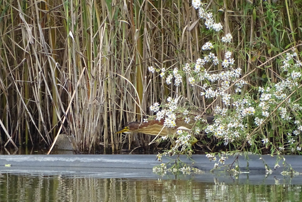 Schrenck's Bittern - ML643271657