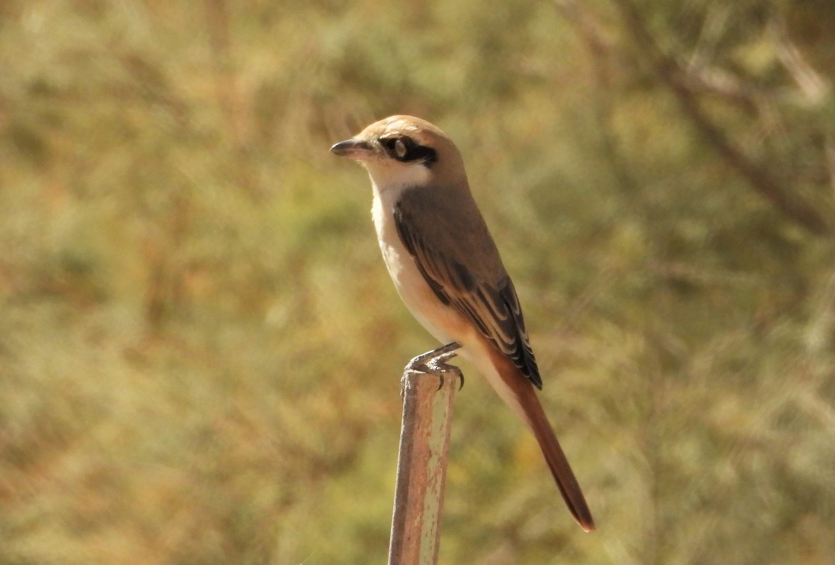 Isabelline Shrike - ML643271666