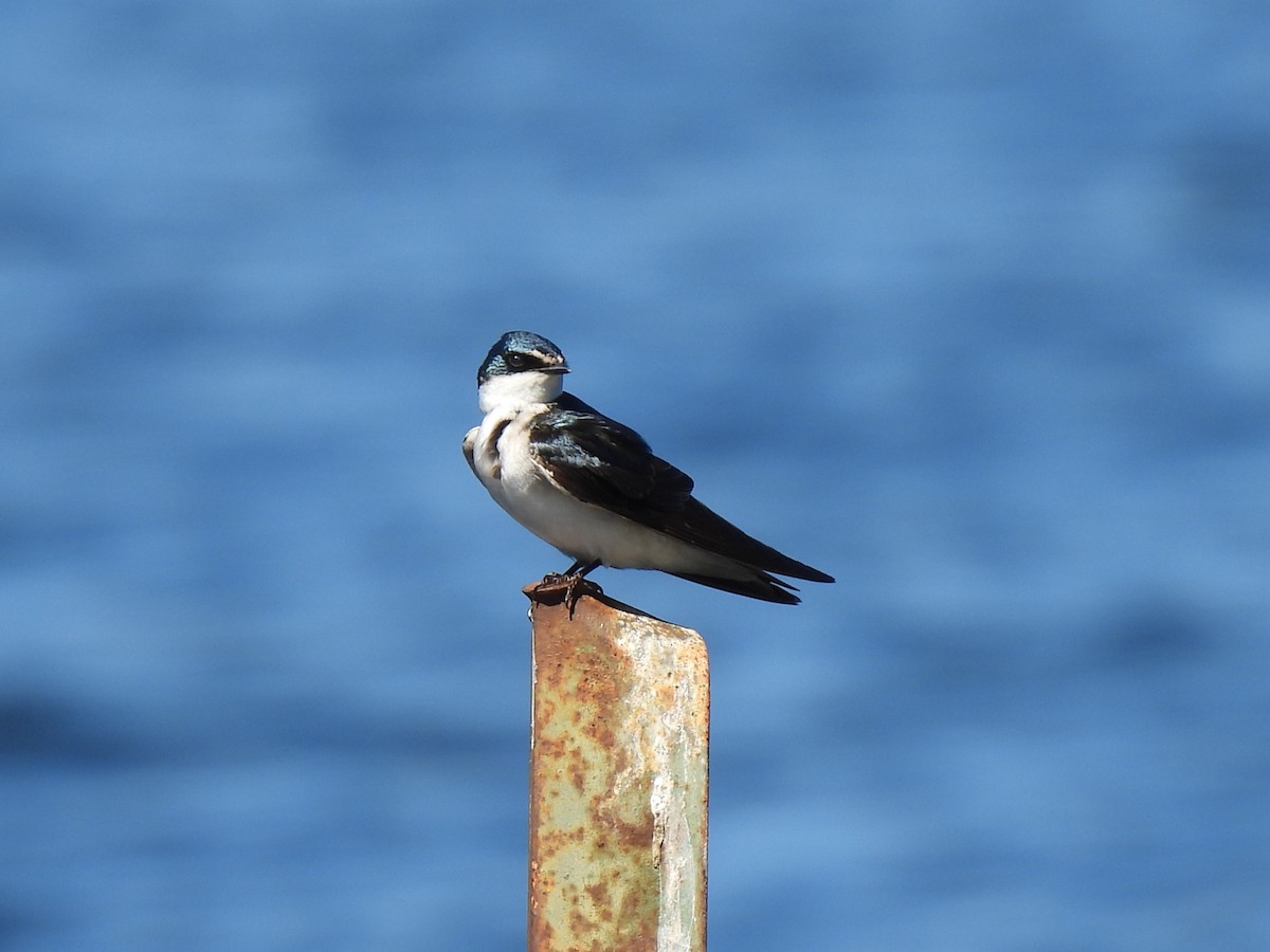 White-rumped Swallow - ML643271669