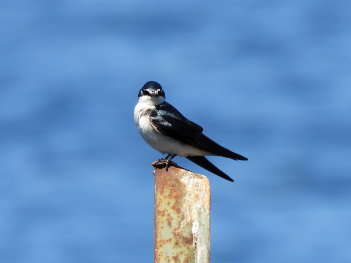 White-rumped Swallow - ML643271670