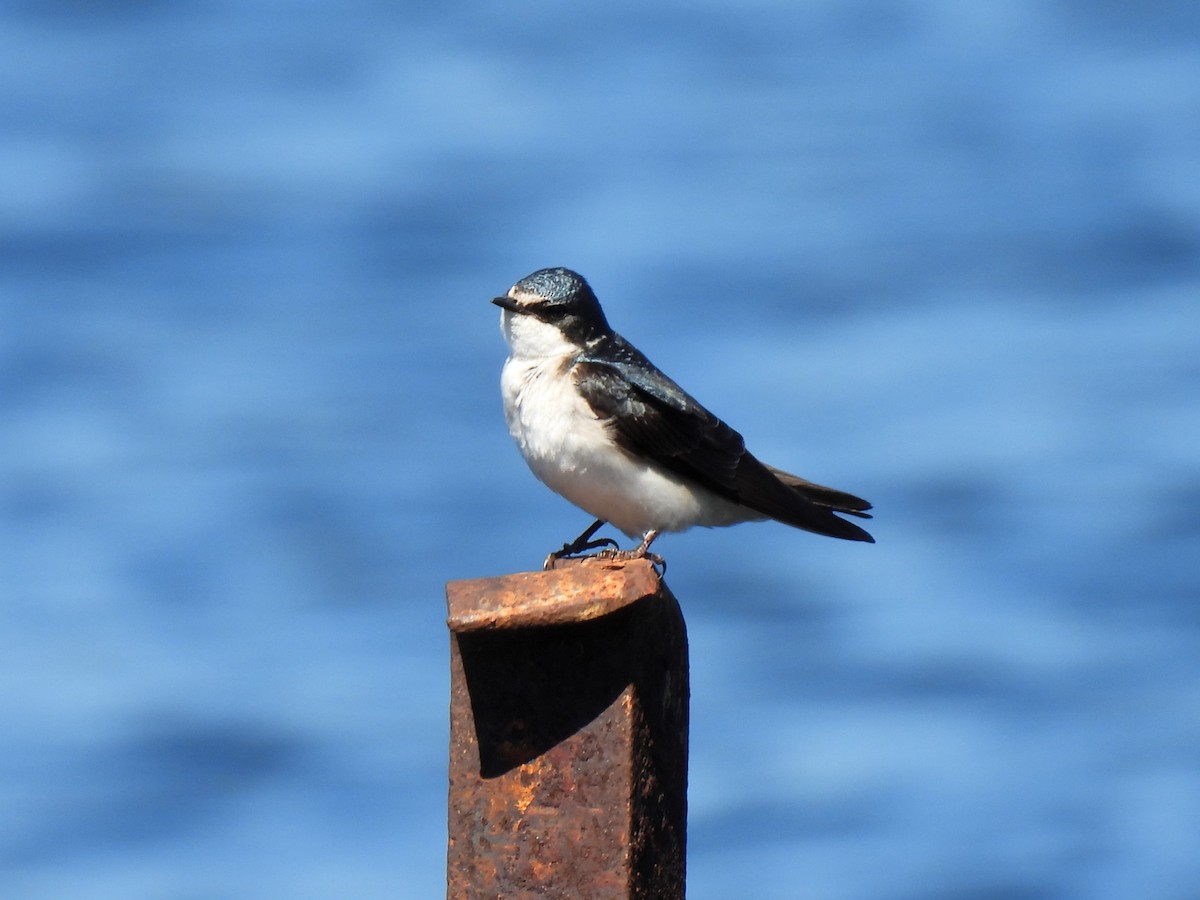 White-rumped Swallow - ML643271671