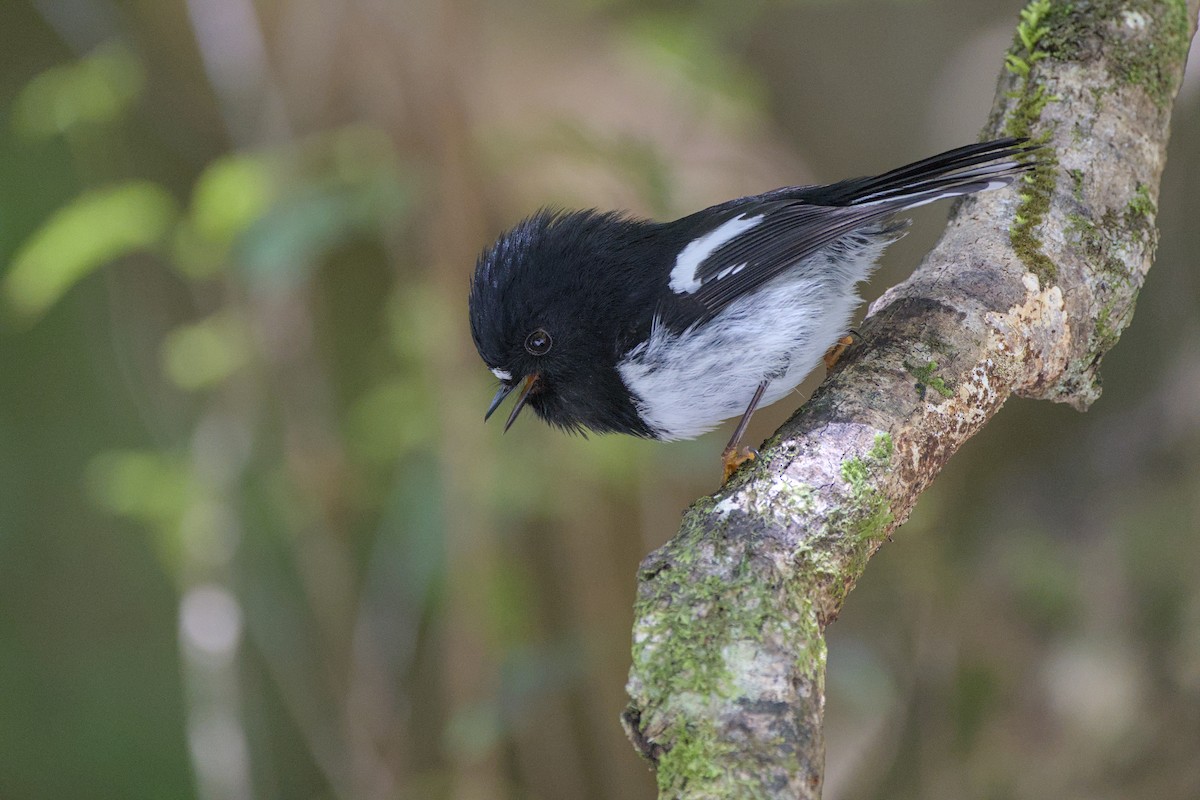 Tomtit Bülbülü - ML643271677