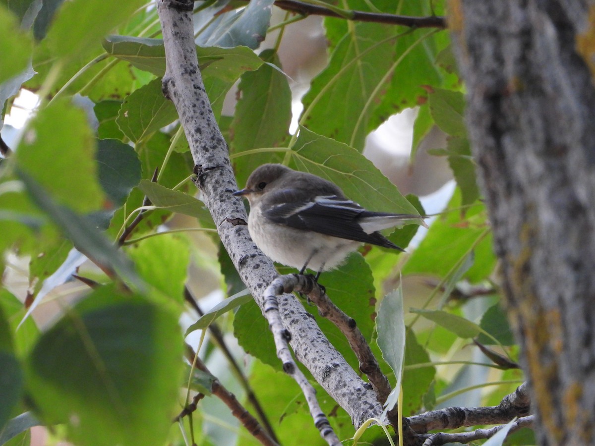 European Pied Flycatcher - ML643271678
