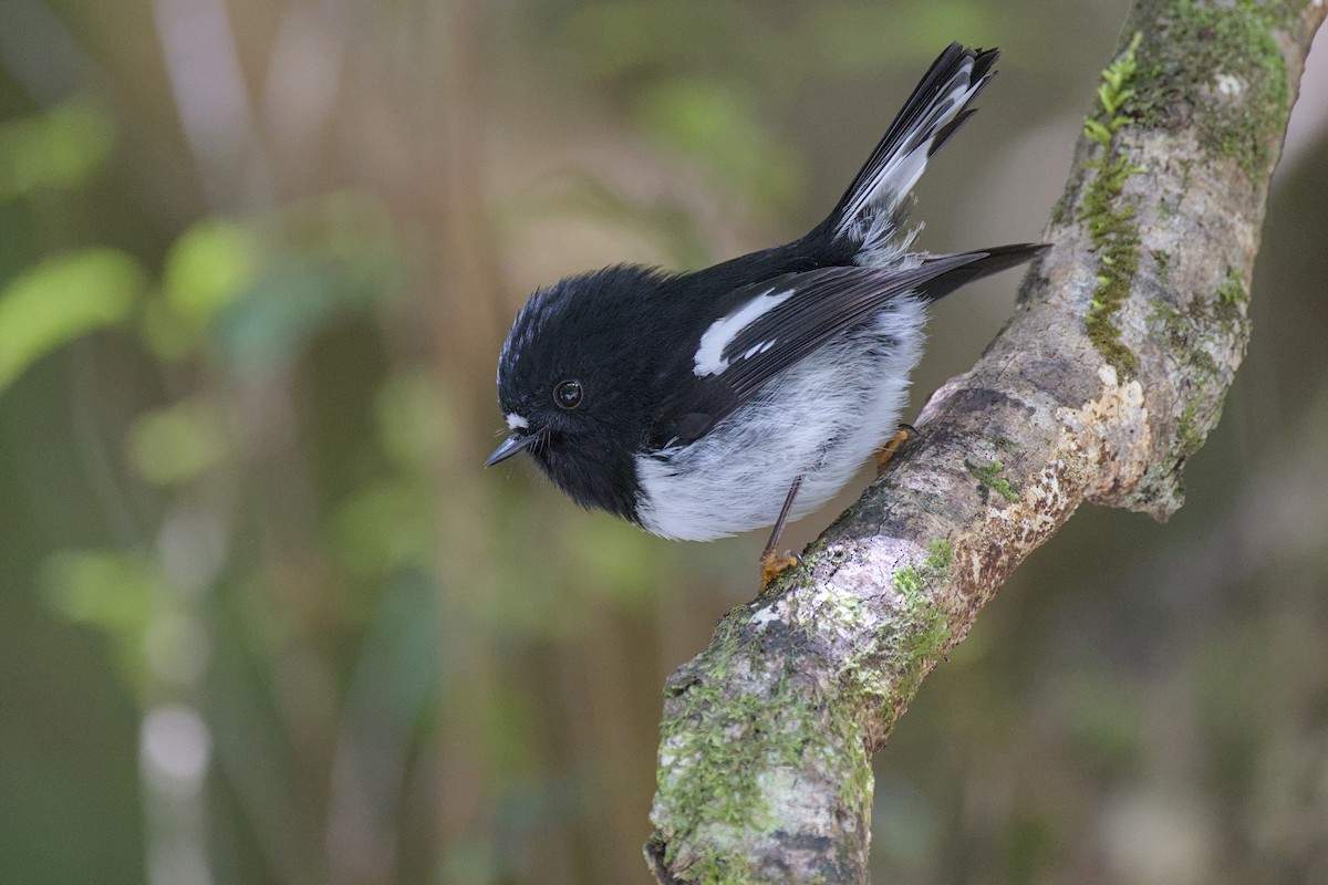 Tomtit Bülbülü - ML643271679