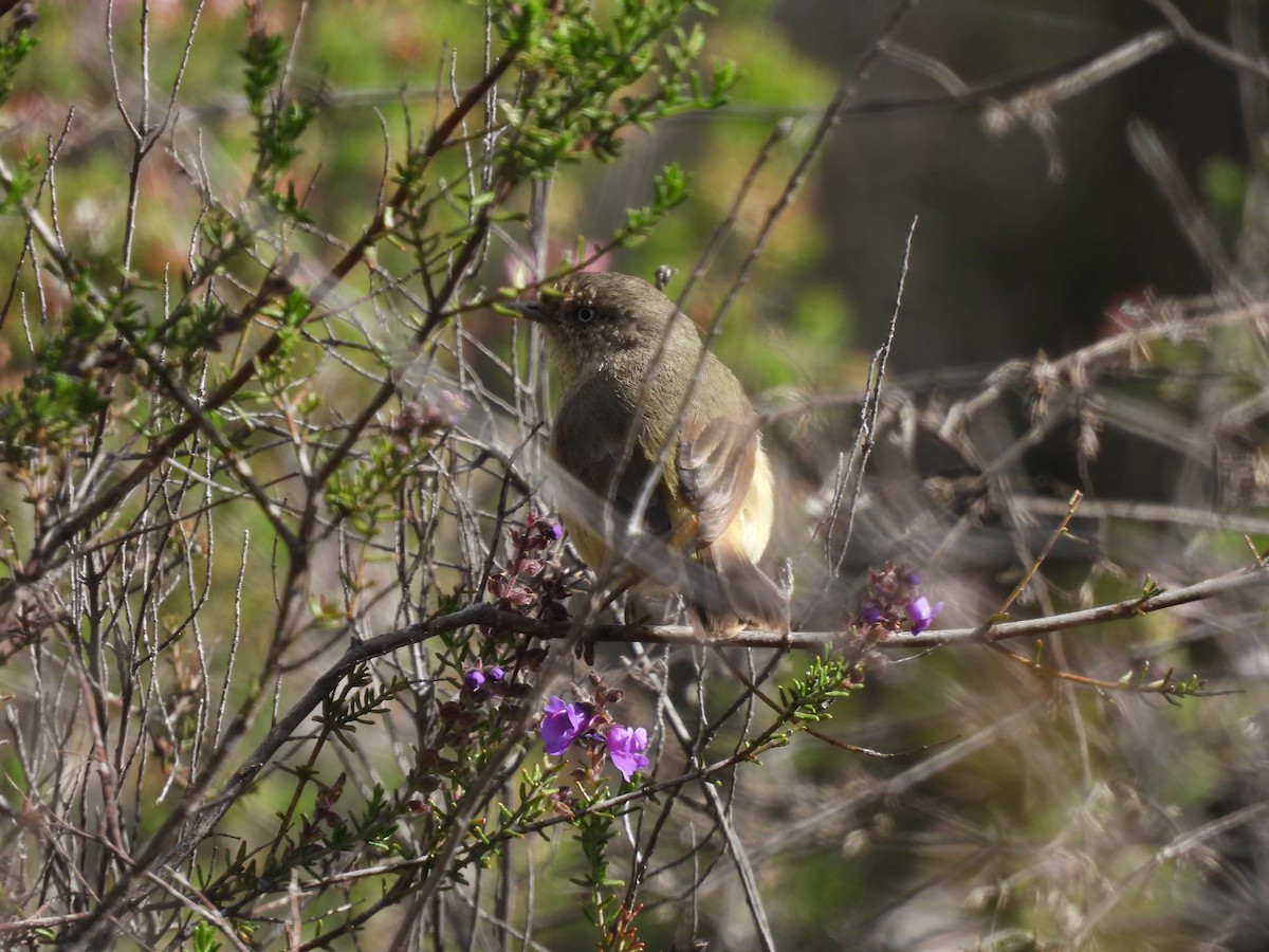 Buff-rumped Thornbill - ML643271680