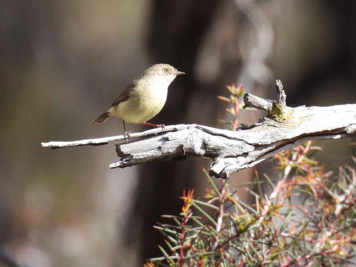 Buff-rumped Thornbill - ML643271681