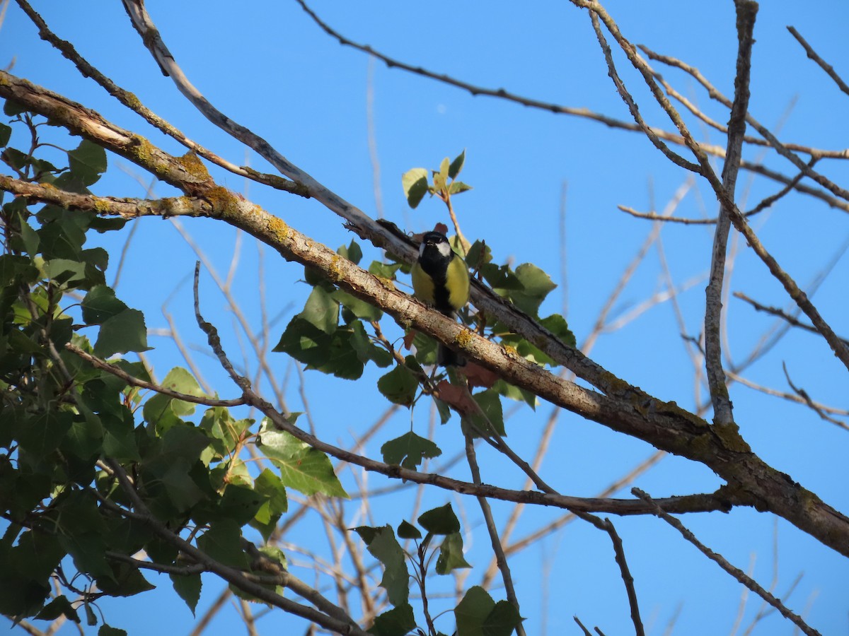 Great Tit - ML643271708