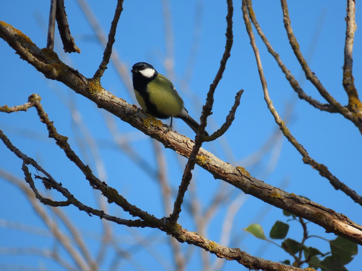 Great Tit - ML643271709