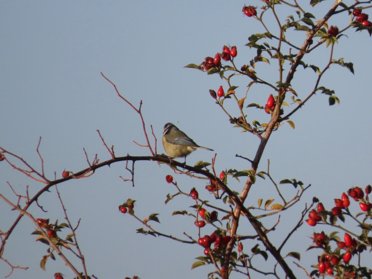 Eurasian Blue Tit - ML643271710