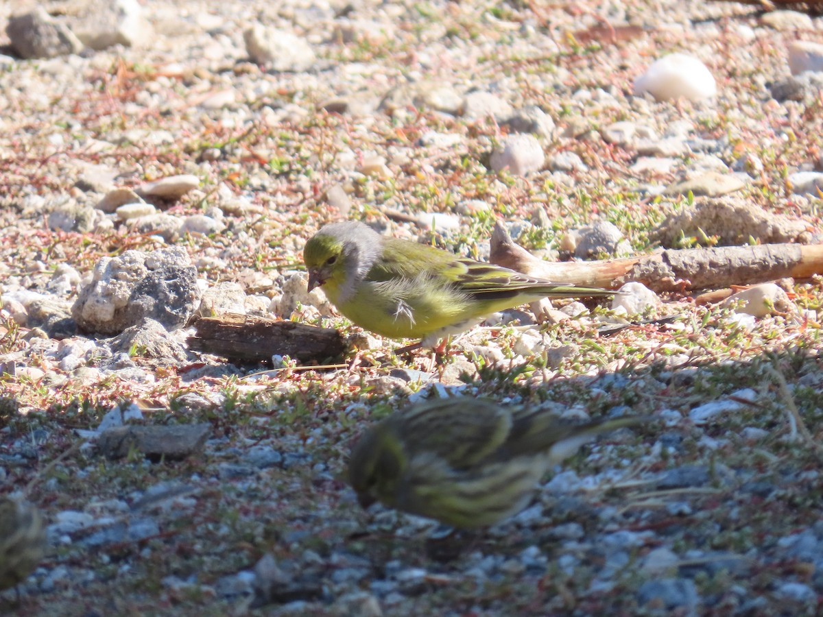 Citril Finch - ML643271713