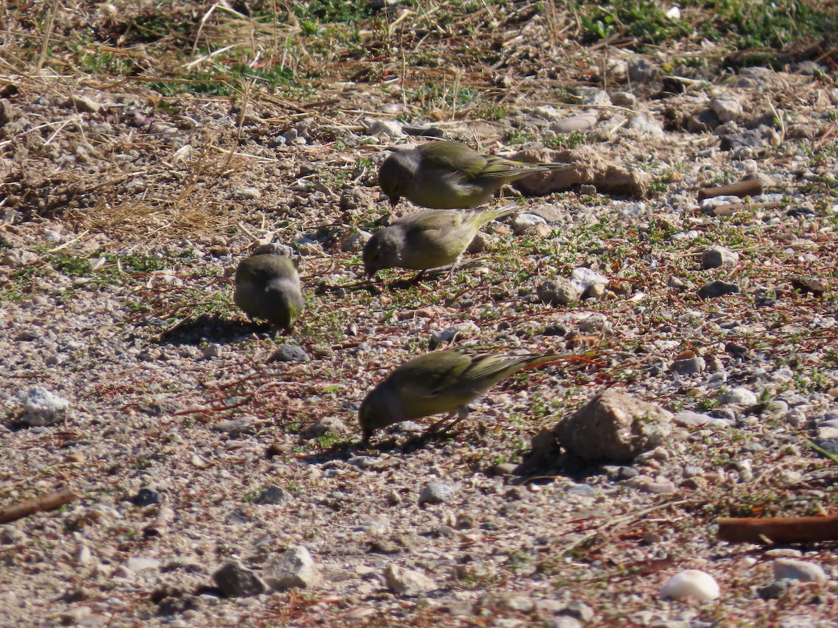 Citril Finch - ML643271715