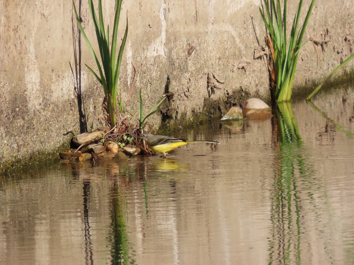 Gray Wagtail - ML643271721