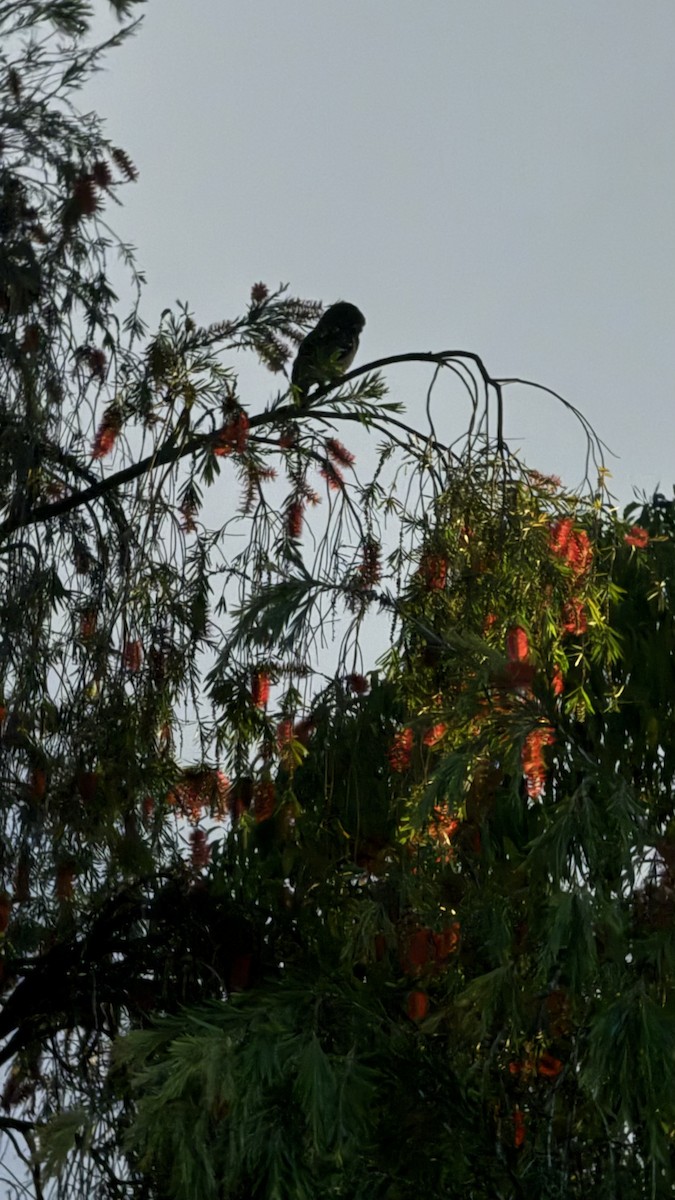 African Wood-Owl - ML643271736