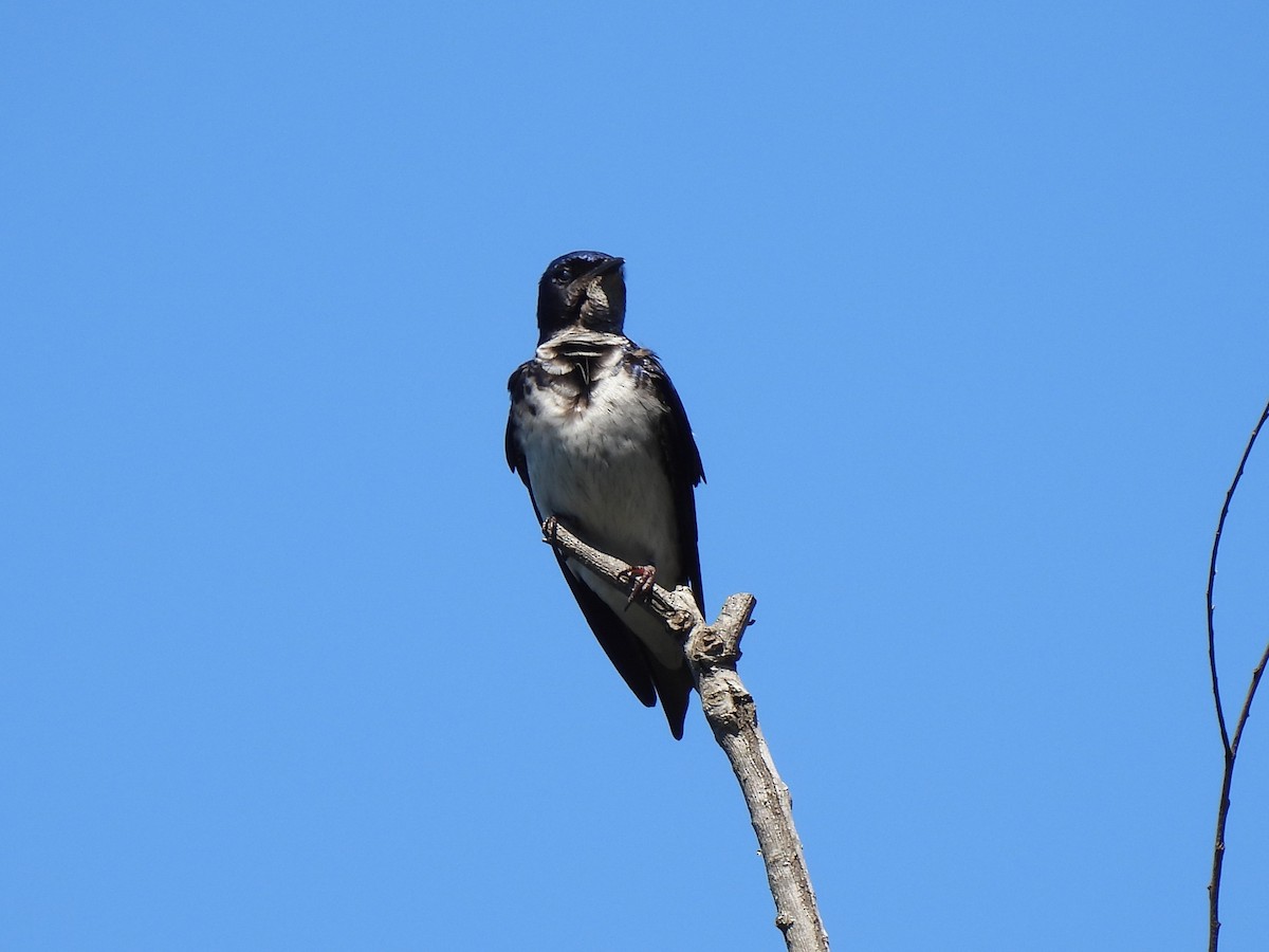Gray-breasted Martin - ML643271755