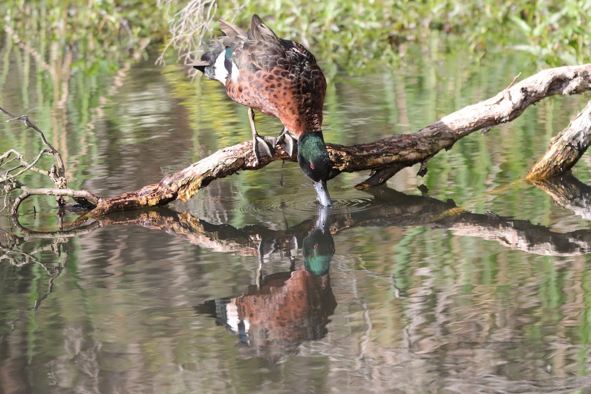 Chestnut Teal - ML643271762