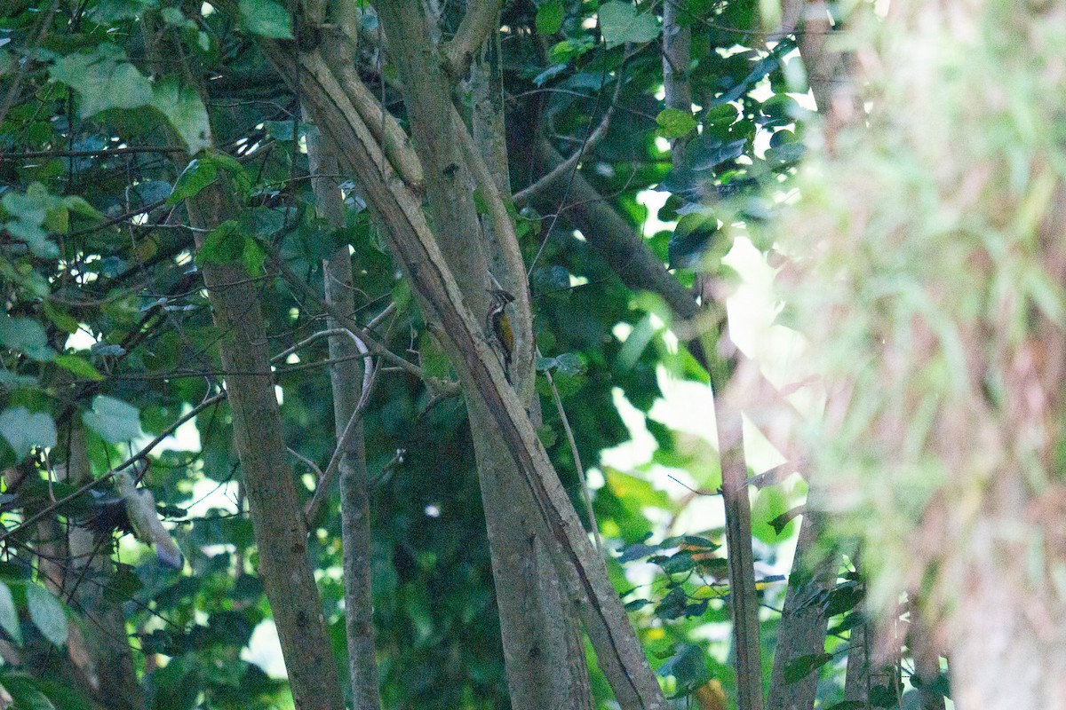 Common Flameback - ML643271775