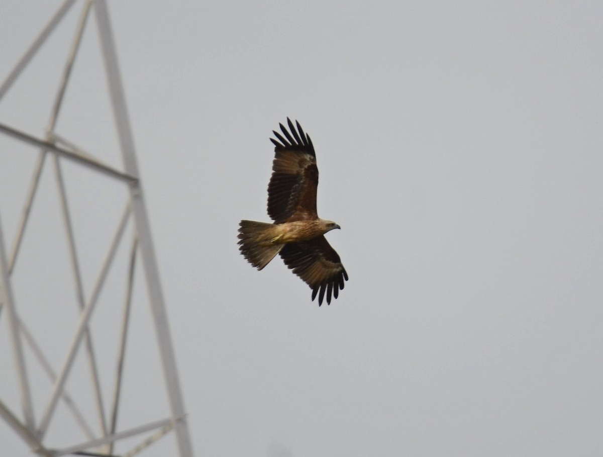 Brahminy Kite - ML643271789
