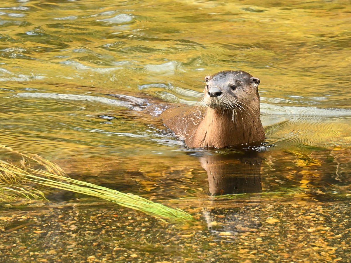 North American River Otter - ML643271790
