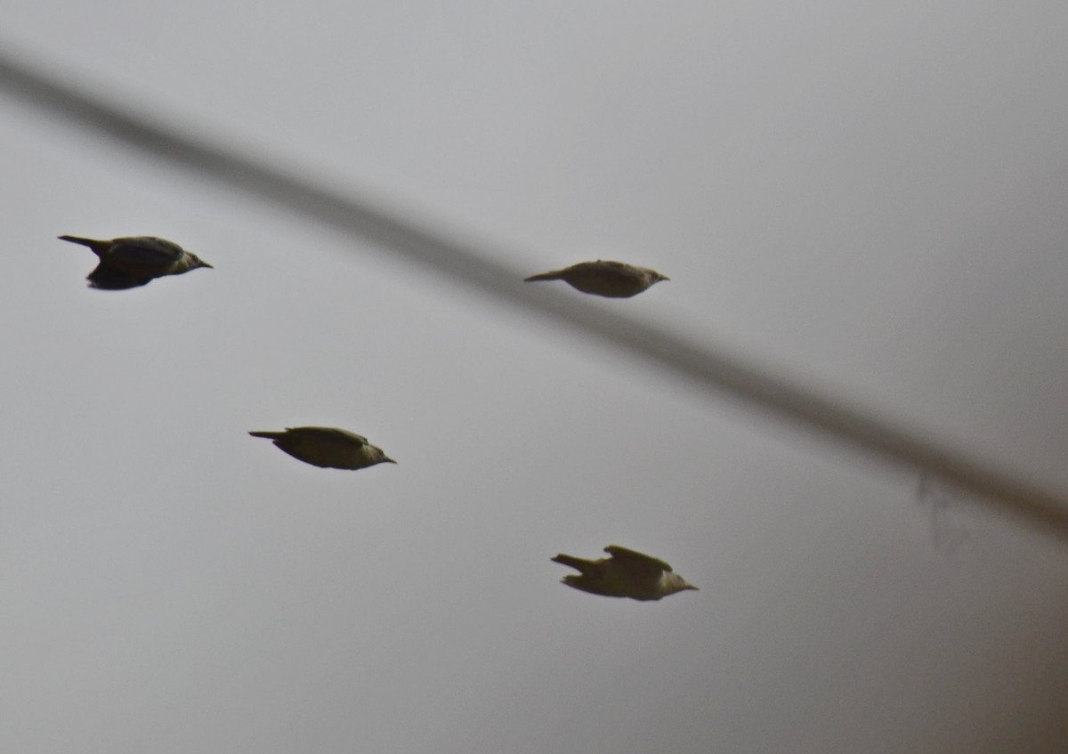 Malabar Starling - ML643271805