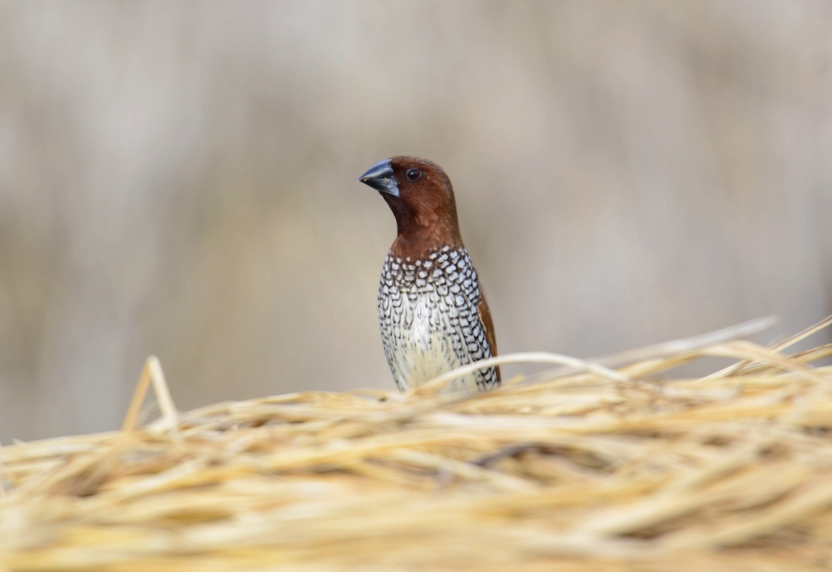 Munia pettosquamato - ML643271812