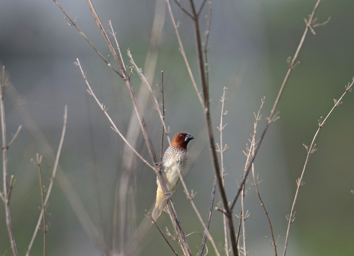 Munia pettosquamato - ML643271813