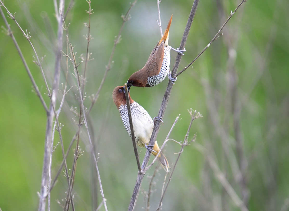 Munia pettosquamato - ML643271814