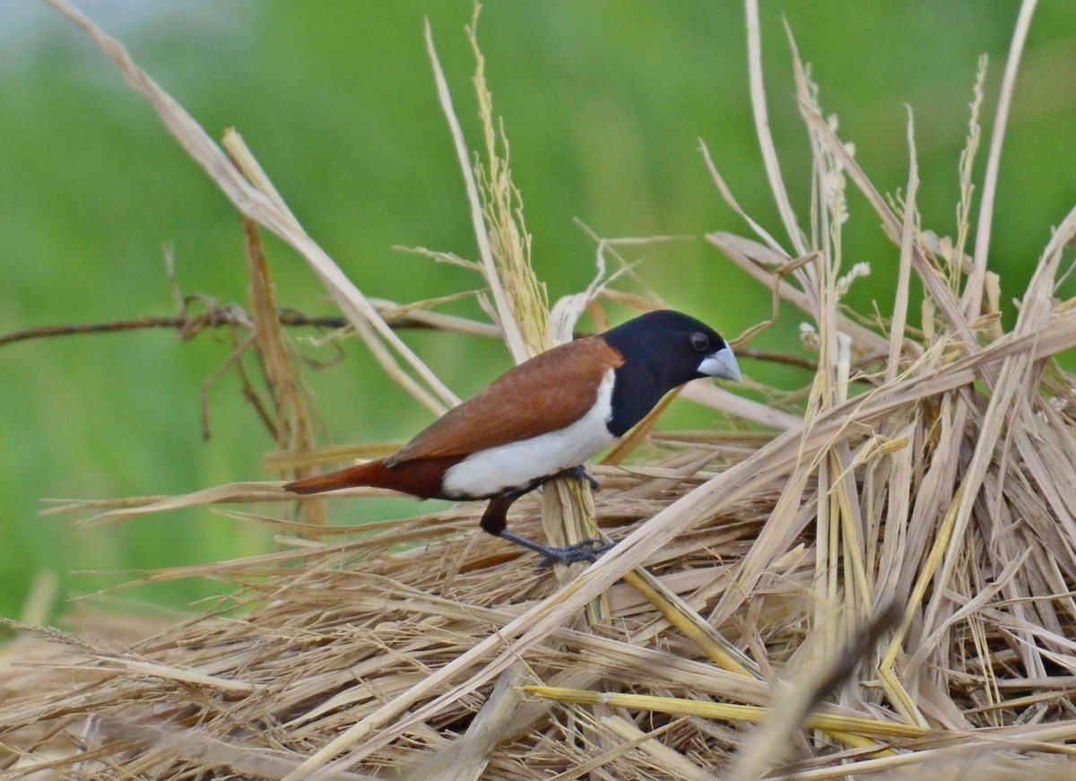 Tricolored Munia - ML643271816