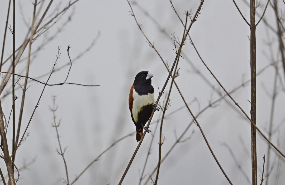 Tricolored Munia - ML643271817