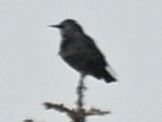 Clark's Nutcracker - ML643271821