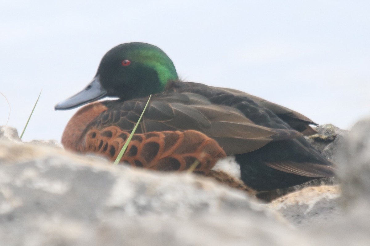 Chestnut Teal - ML643271832