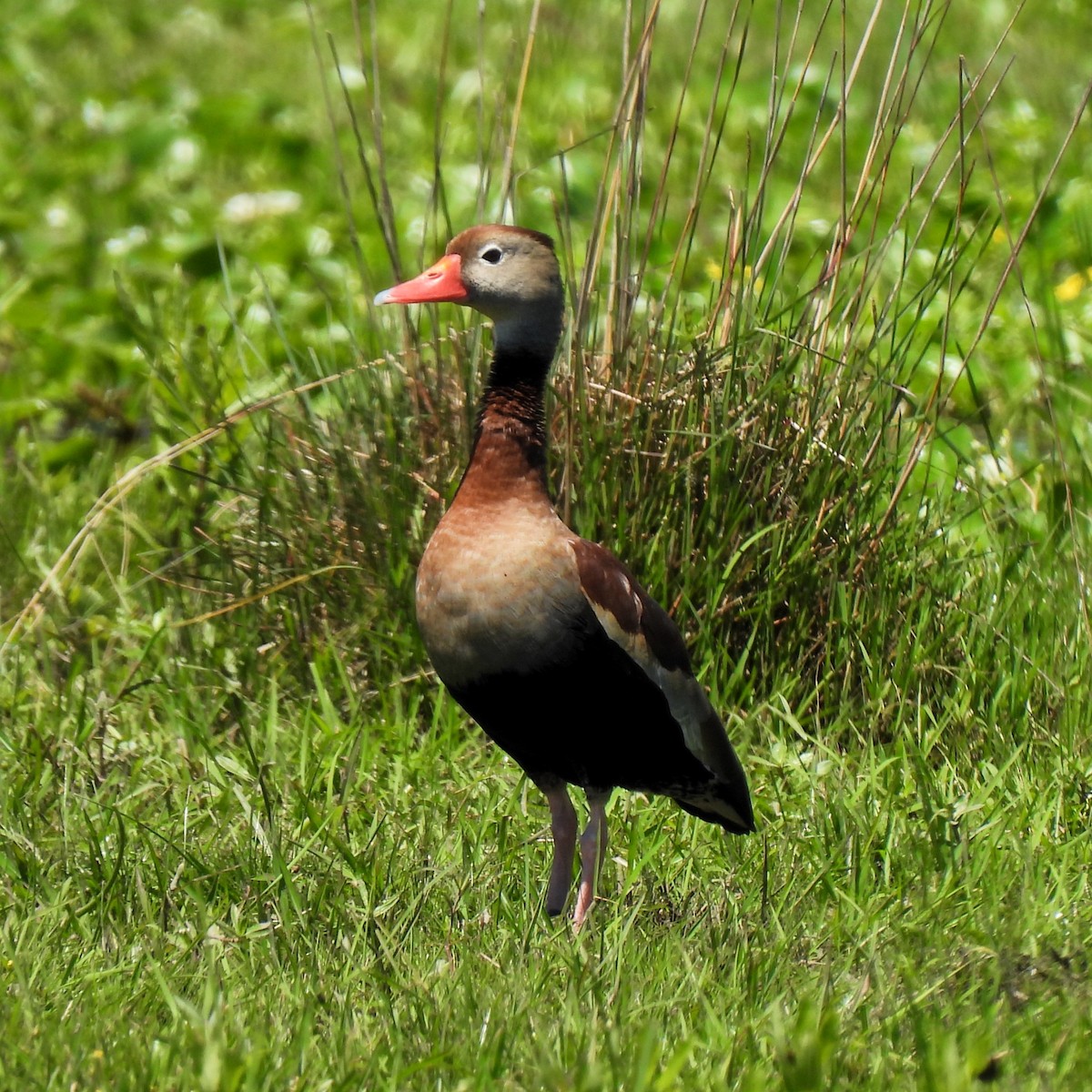 Black-bellied Whistling-Duck - ML643271838