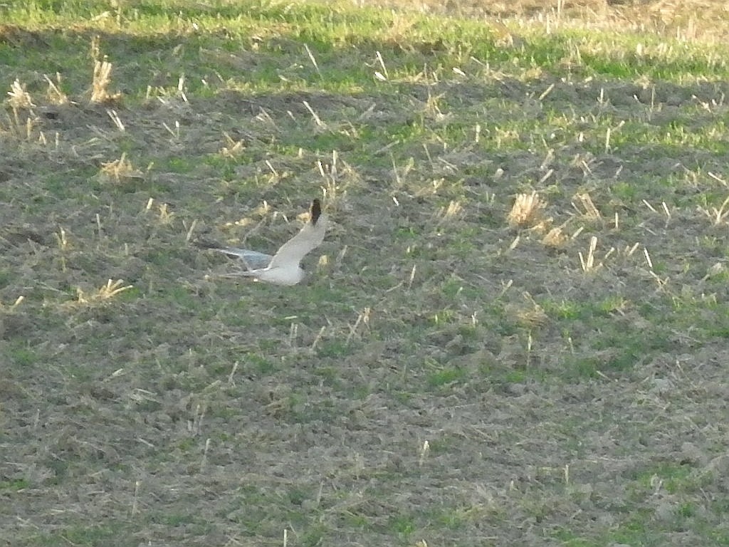 Busard pâle - ML643271850