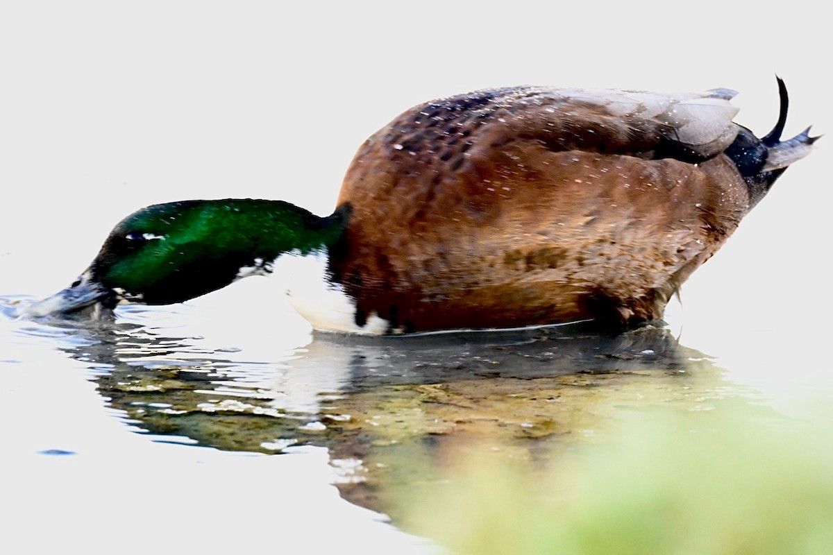 Mallard (Domestic type) - ML643271853