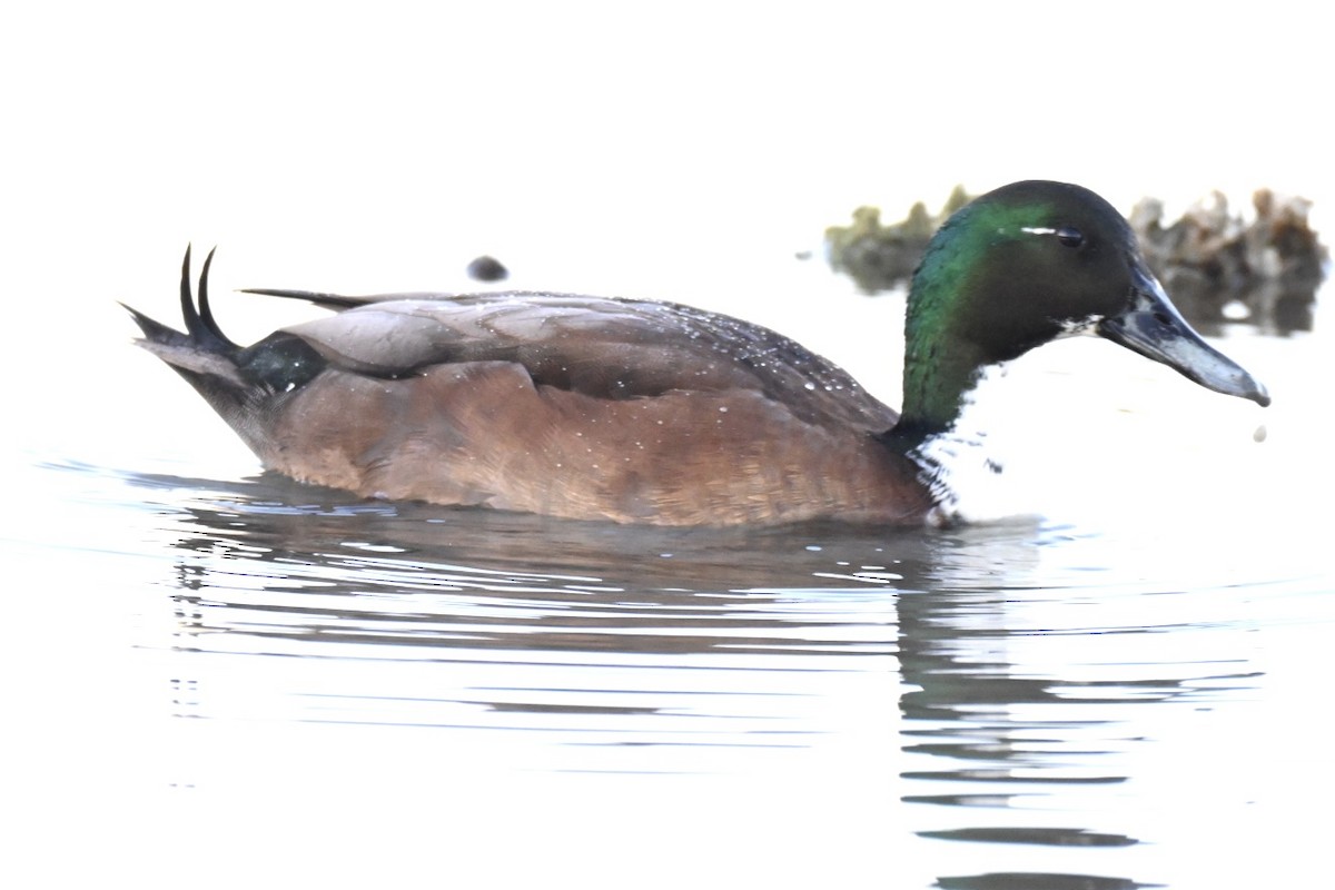 Mallard (Domestic type) - ML643271854