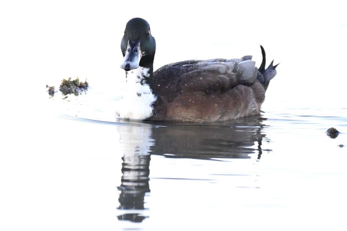 Mallard (Domestic type) - ML643271855