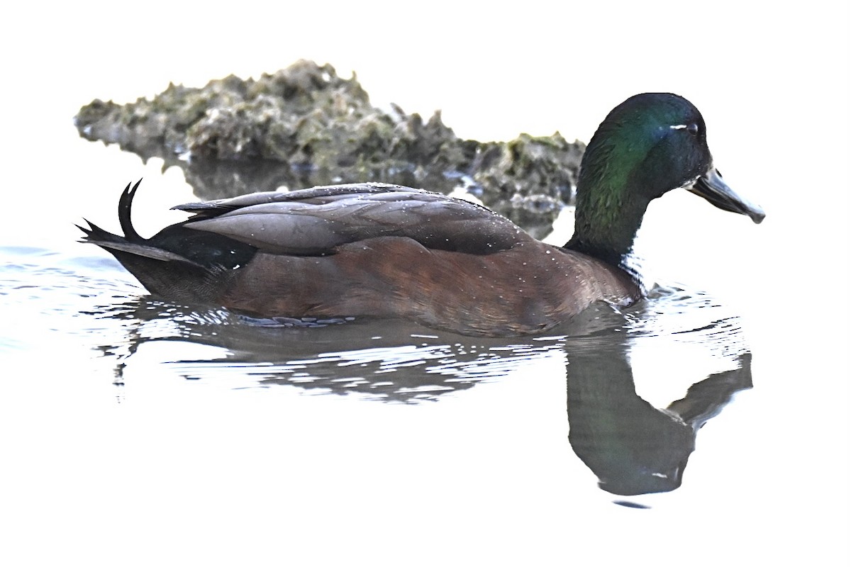 Mallard (Domestic type) - ML643271856