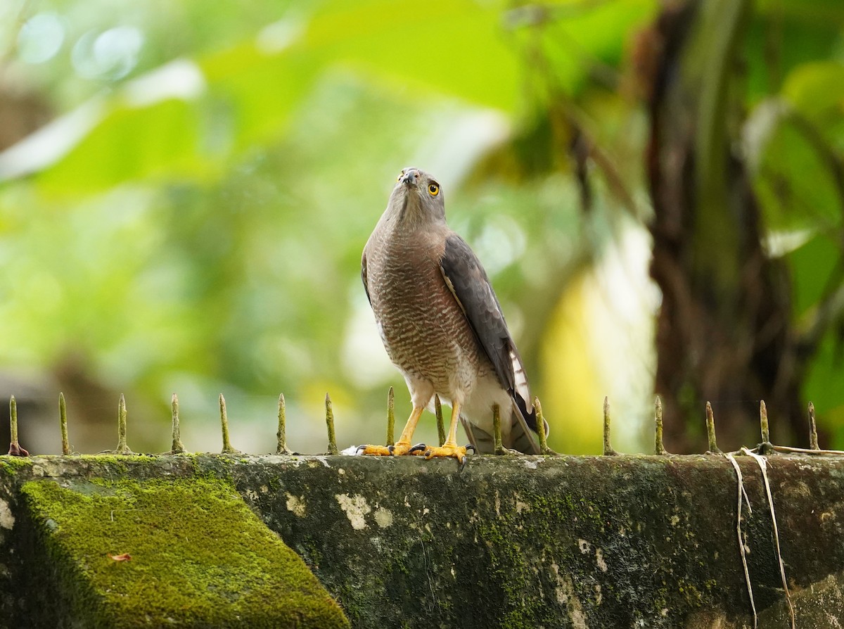 Shikra - ML643271882
