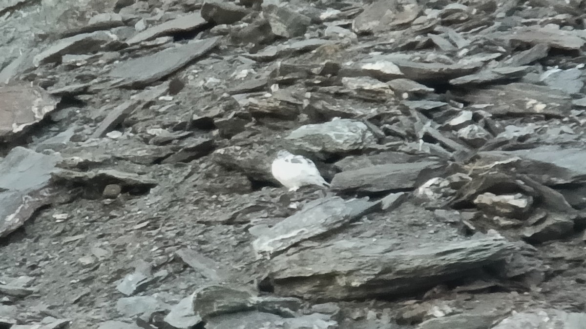 Rock Ptarmigan - ML643271893
