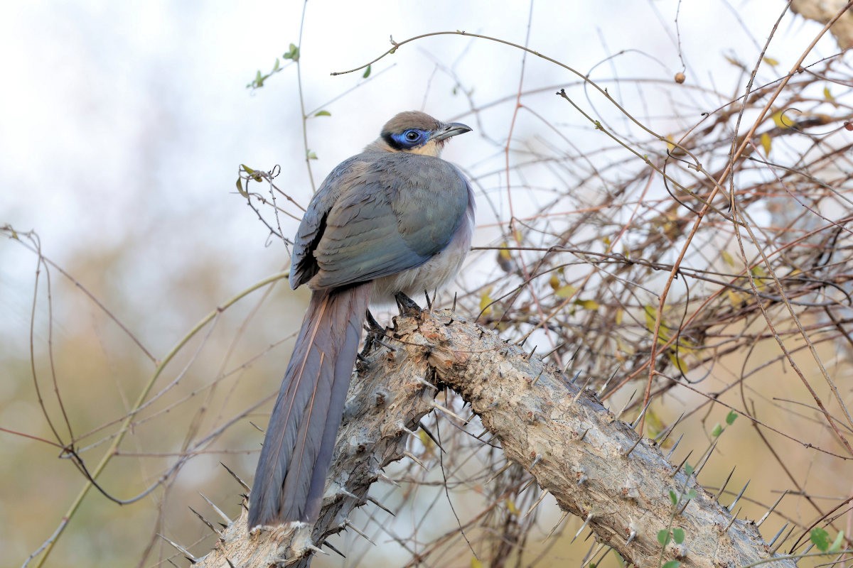 Running Coua - ML643271915