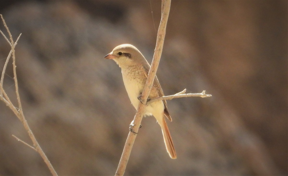Isabelline Shrike - ML643271916