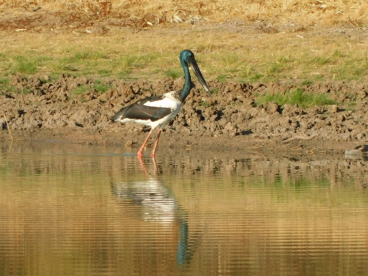 Riesenstorch - ML643271917