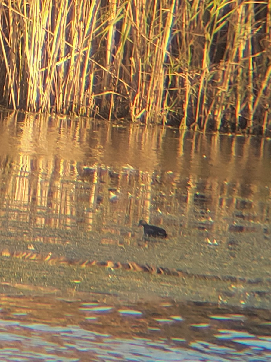 Common Gallinule - ML643271918